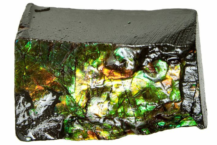 Iridescent Ammolite (Fossil Ammonite Shell) - Alberta #311412